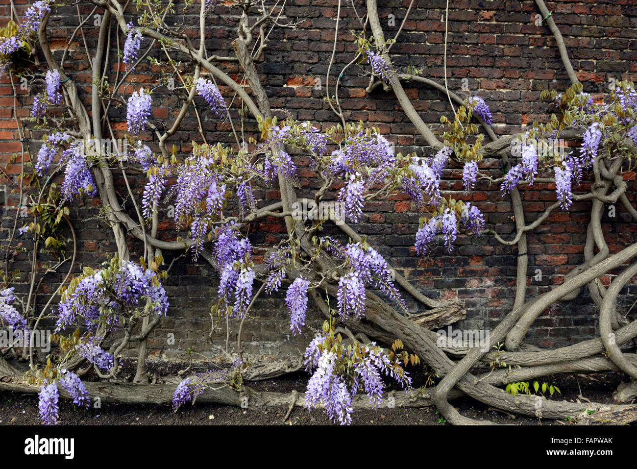 Purple wisteria blooms flowers spring hampton court palace gardens