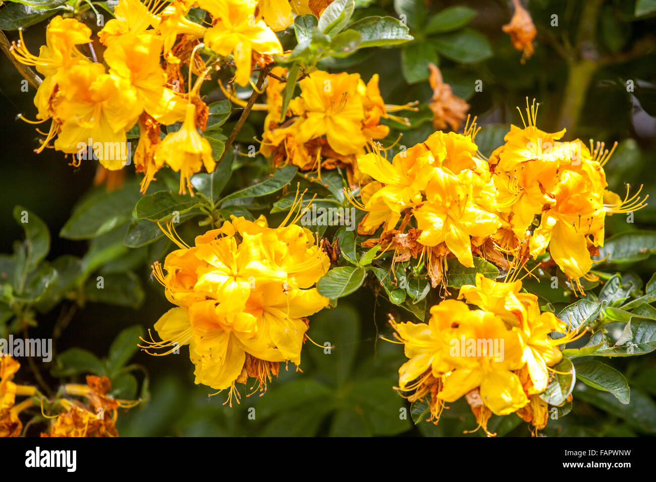 Rhododendron luteum yellow blooming shrub in garden Stock Photo