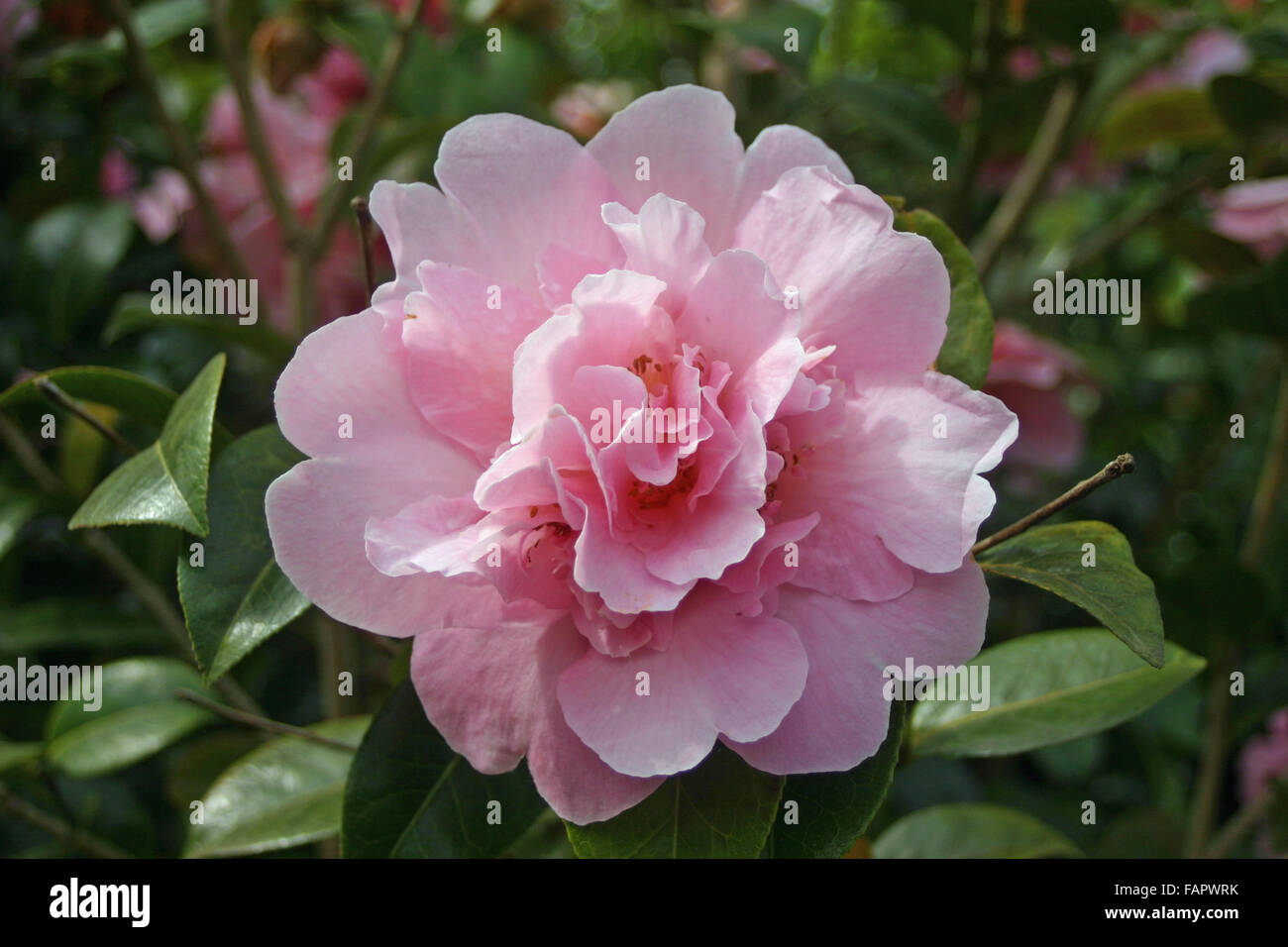 Pink Camellia flower Stock Photo