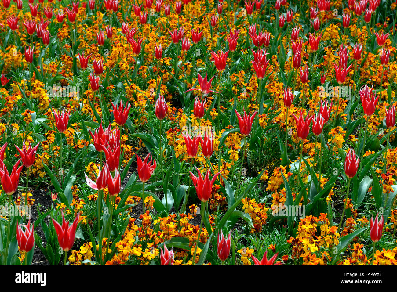 tulipa pinocchio erysimum cheiri orange bedder red tulips wallflowers color colour combination flower flowers RM Floral Stock Photo