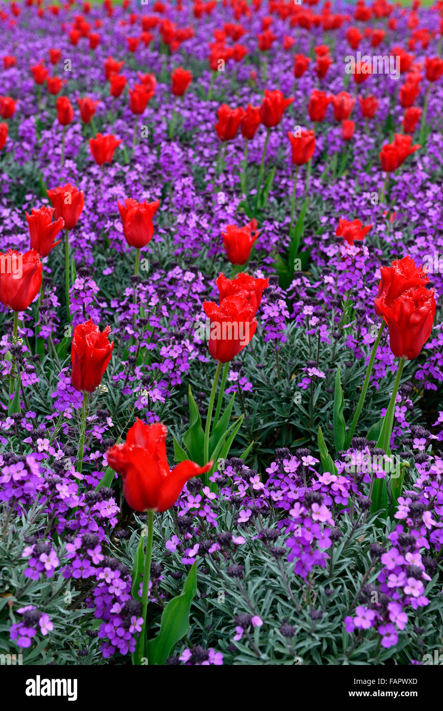 tulipa calibra erysimum bowles mauve red purple tulips wallflowers color colour combination spring flower flowers RM Floral Stock Photo