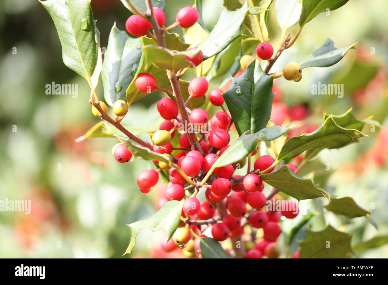 The American holly, (Ilex opaca) is a species of holly, native to the eastern and south-central United States. Stock Photo