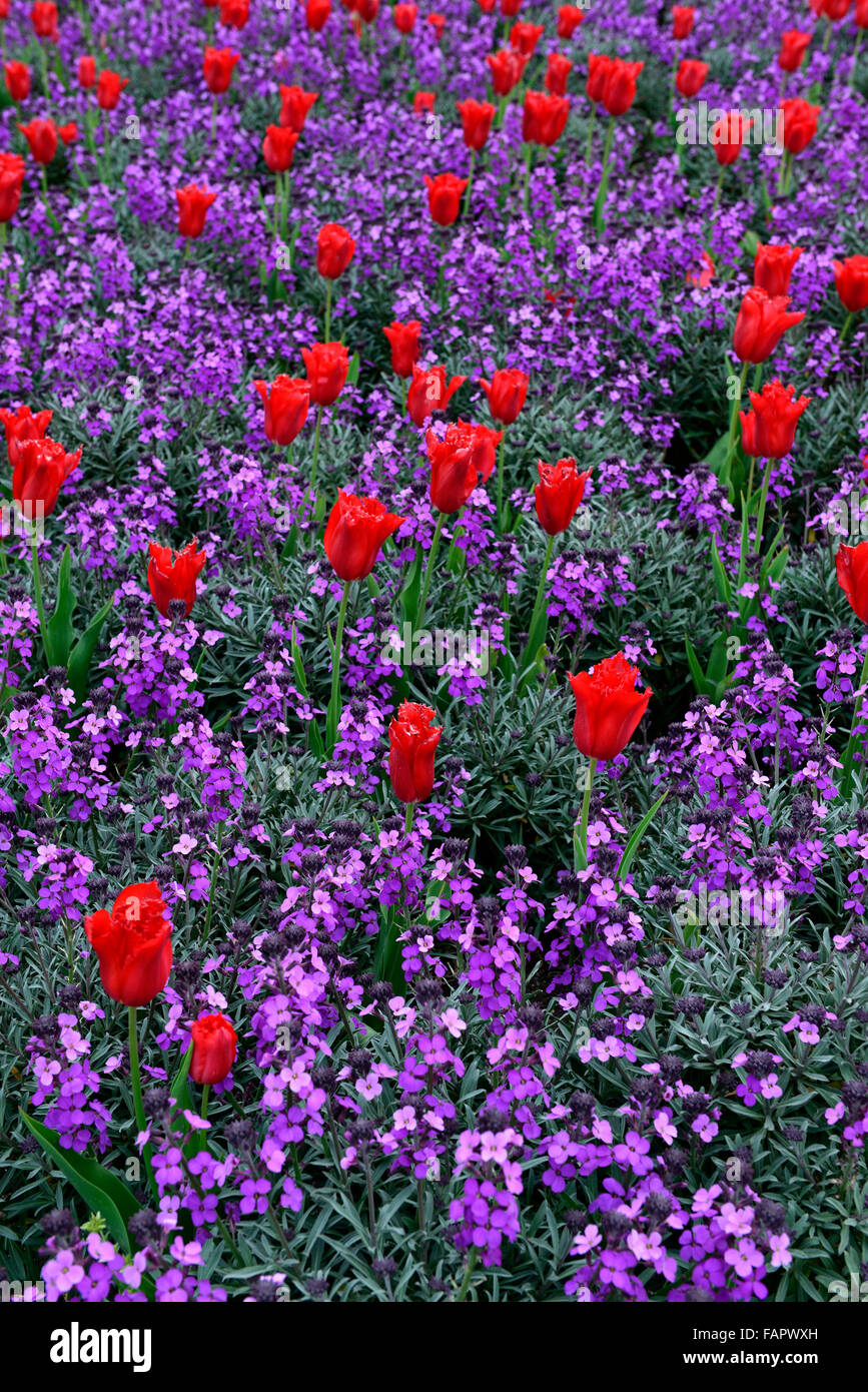tulipa calibra erysimum bowles mauve red purple tulips wallflowers color colour combination spring flower flowers RM Floral Stock Photo