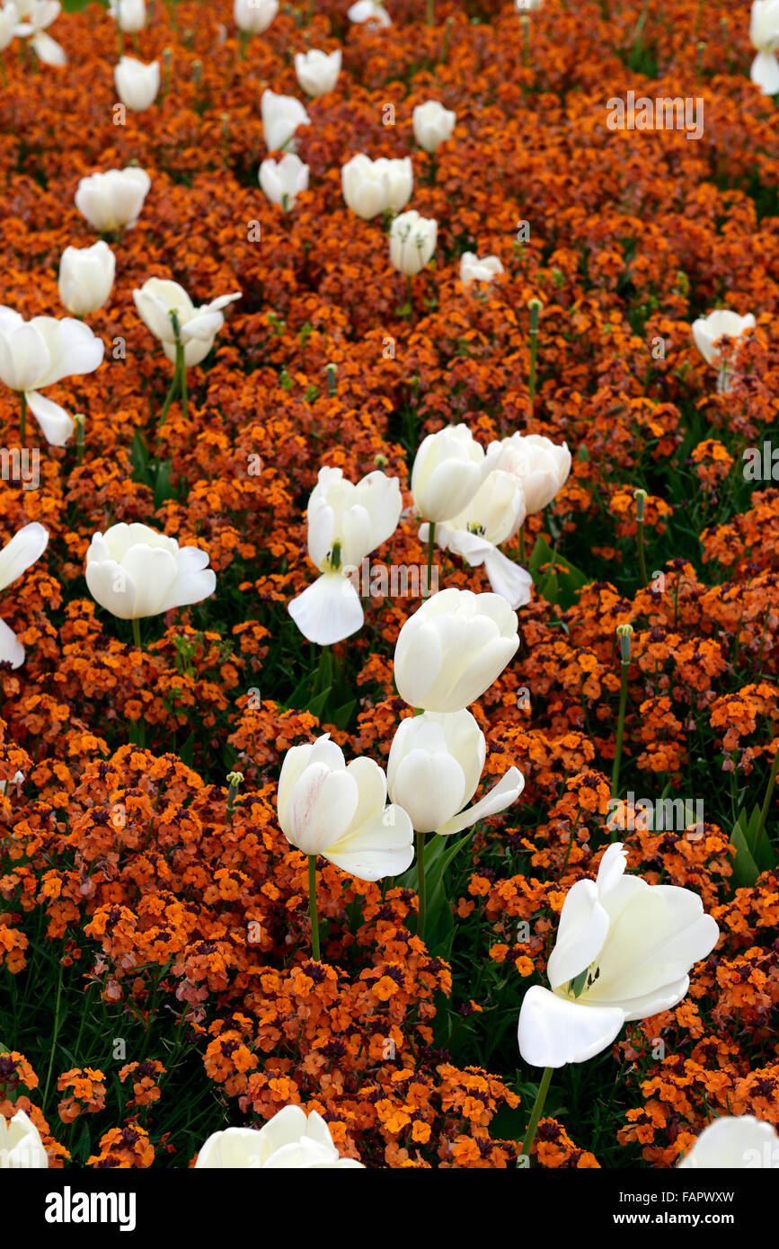 tulipa fosteriana purissima erysimum cheiri orange bedder white orange color colour combination flower flowers RM Floral Stock Photo