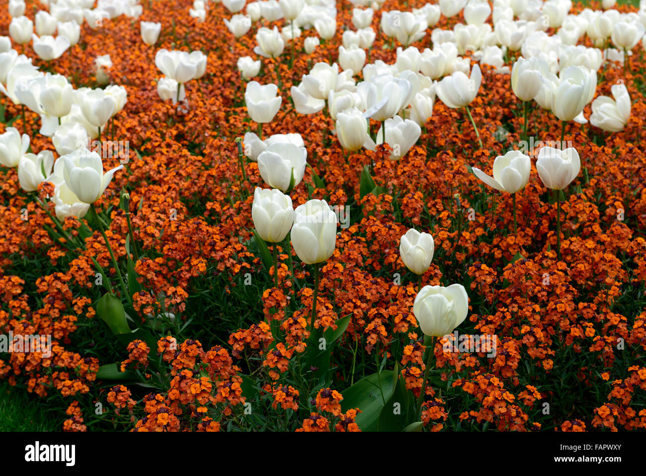 tulipa fosteriana purissima erysimum cheiri orange bedder white orange color colour combination flower flowers RM Floral Stock Photo