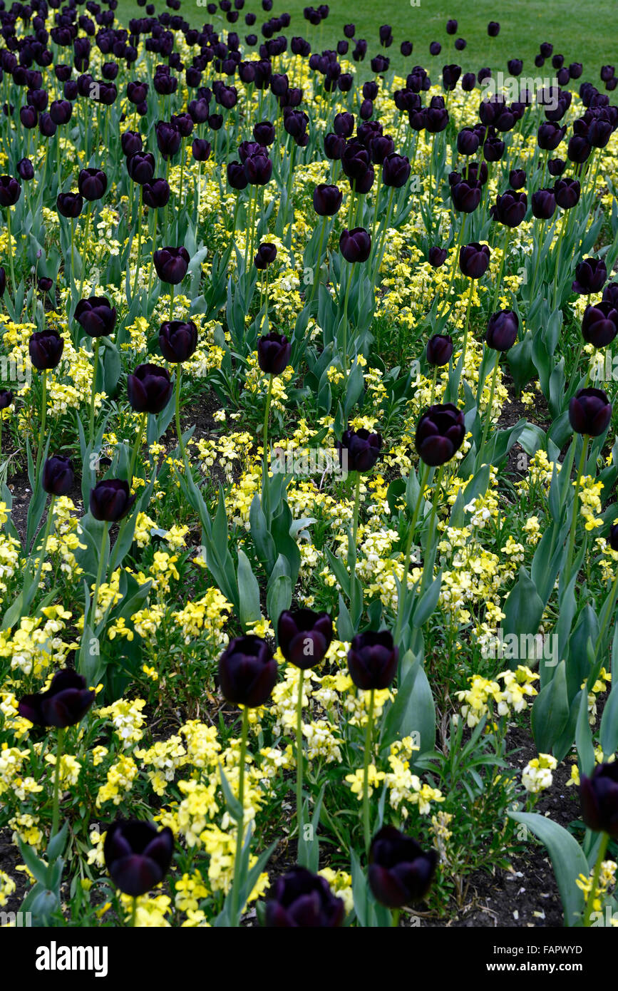 Tulipa Queen Of The Night Erysimum Citrona Yellow Tulips Wallflowers Stock Photo Alamy