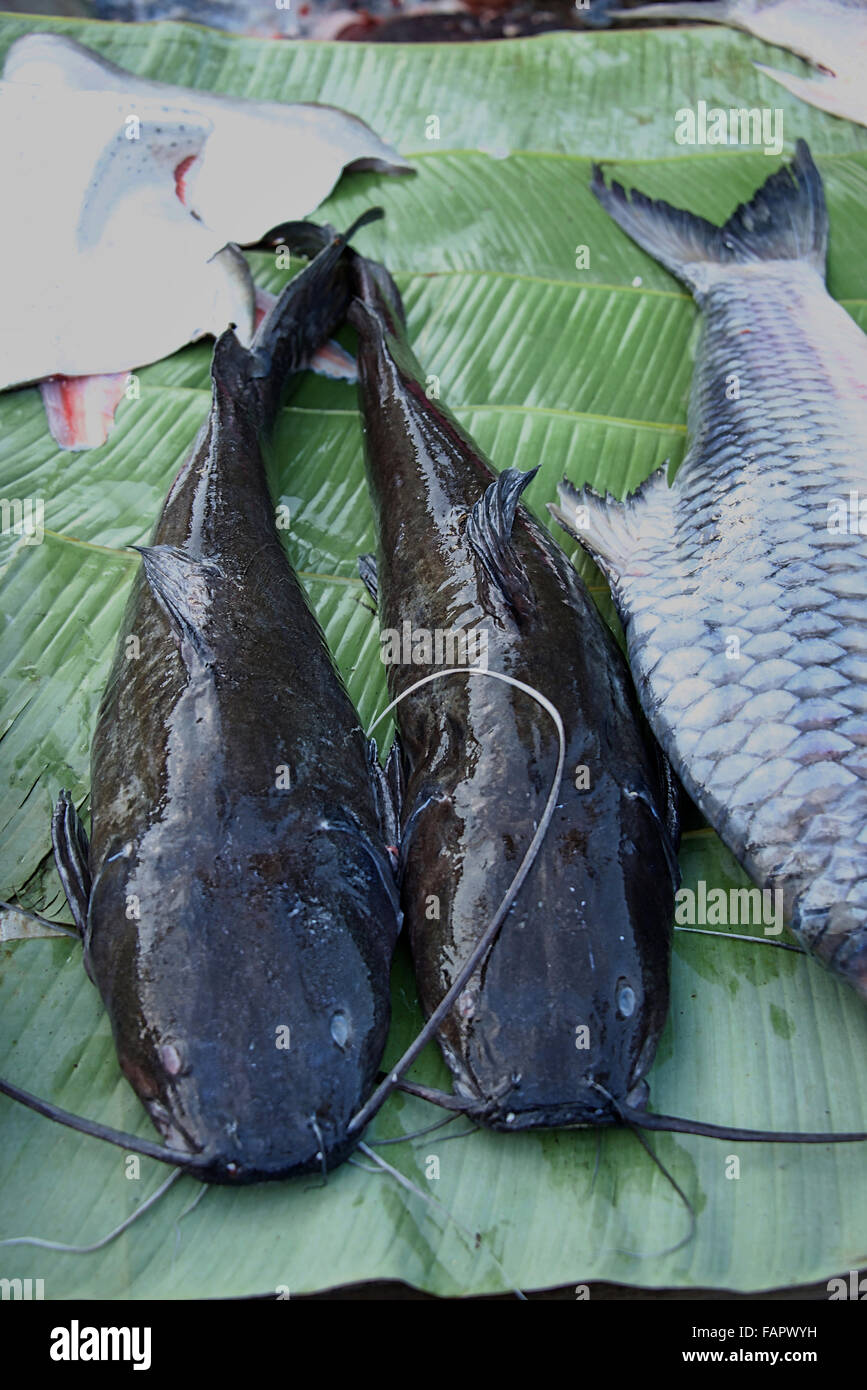 Catfish for sale hires stock photography and images Alamy