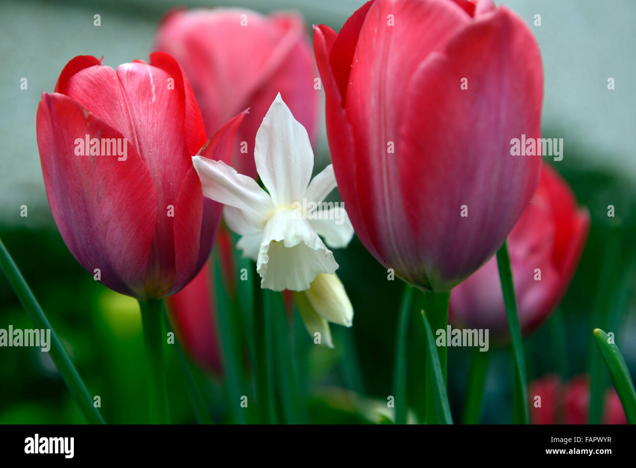 tulipa red impression narcissus thalia tulip daffodil red white