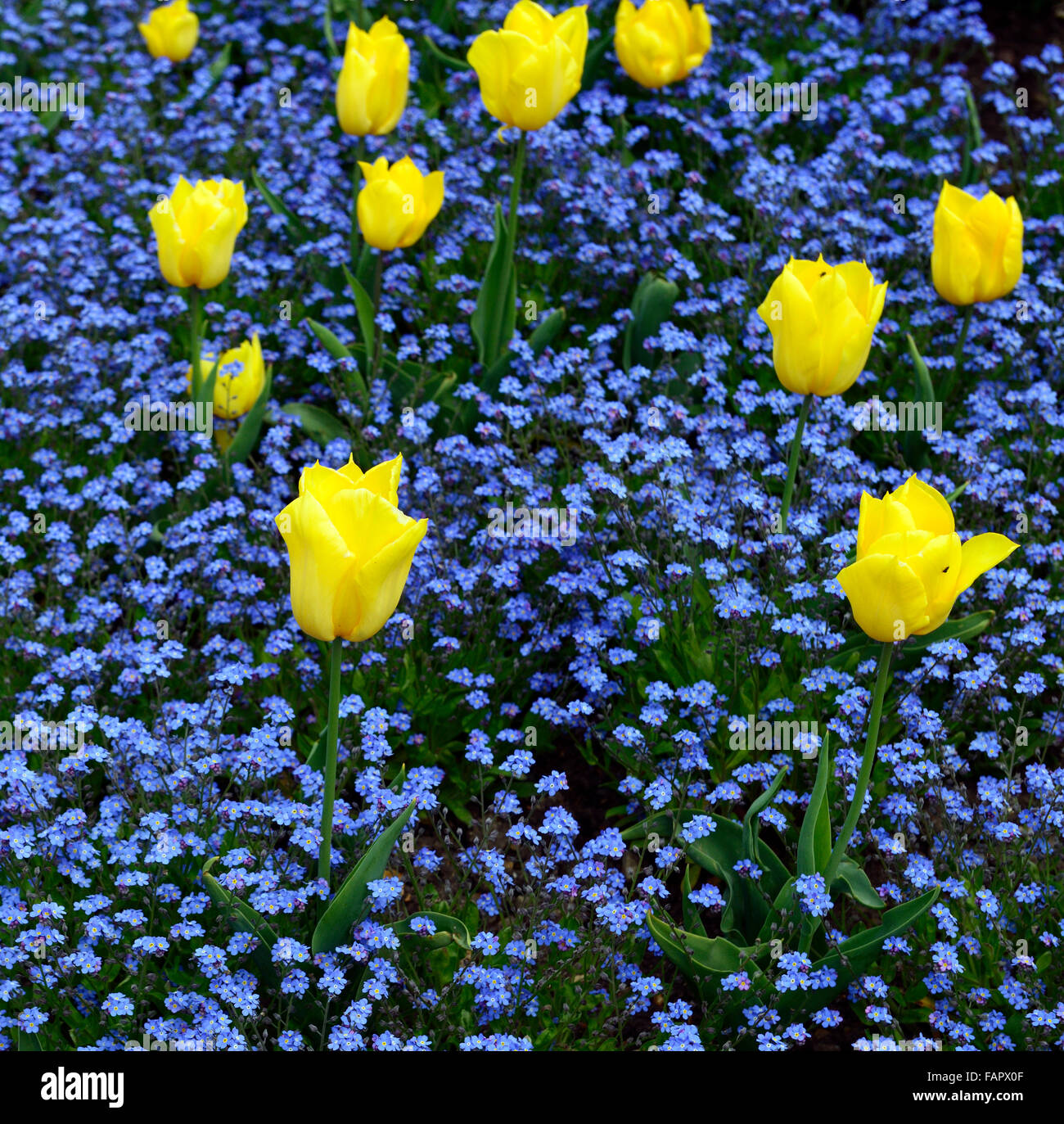 tulipa yellow purissima omphalodes verna yellow blue flower ...