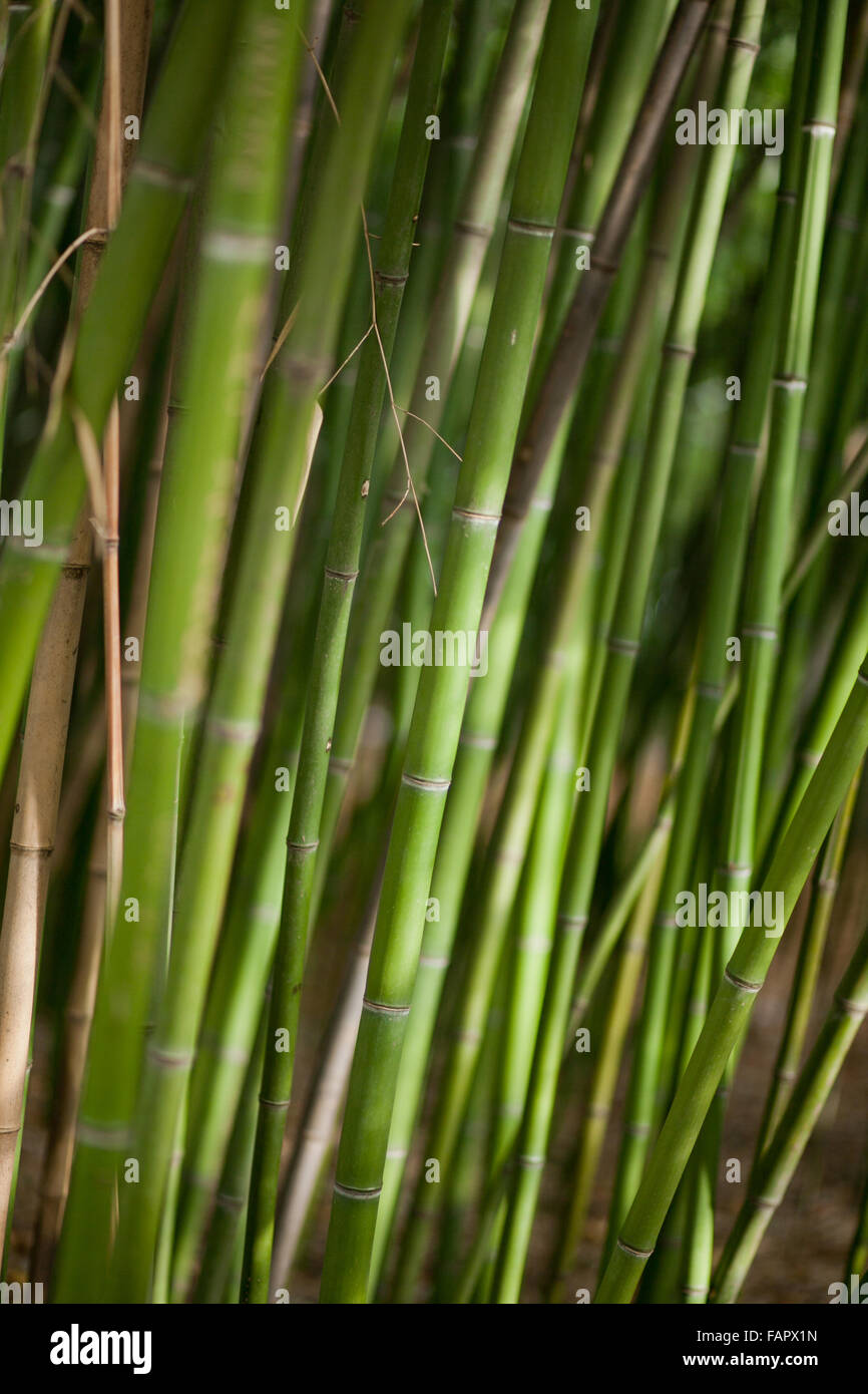 Green bamboo background. Tropical climate Stock Photo