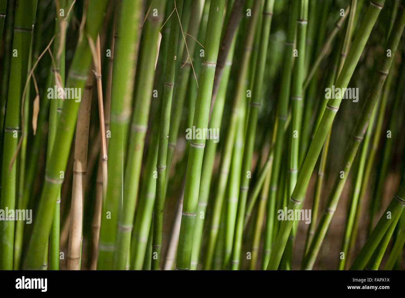 Green bamboo background. Tropical climate Stock Photo