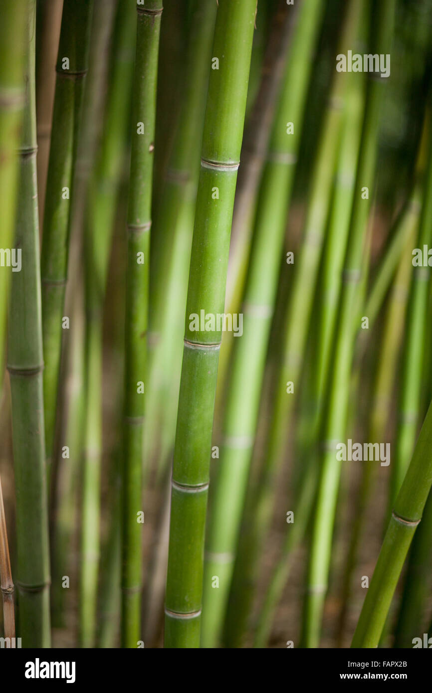 Green bamboo background. Tropical climate Stock Photo