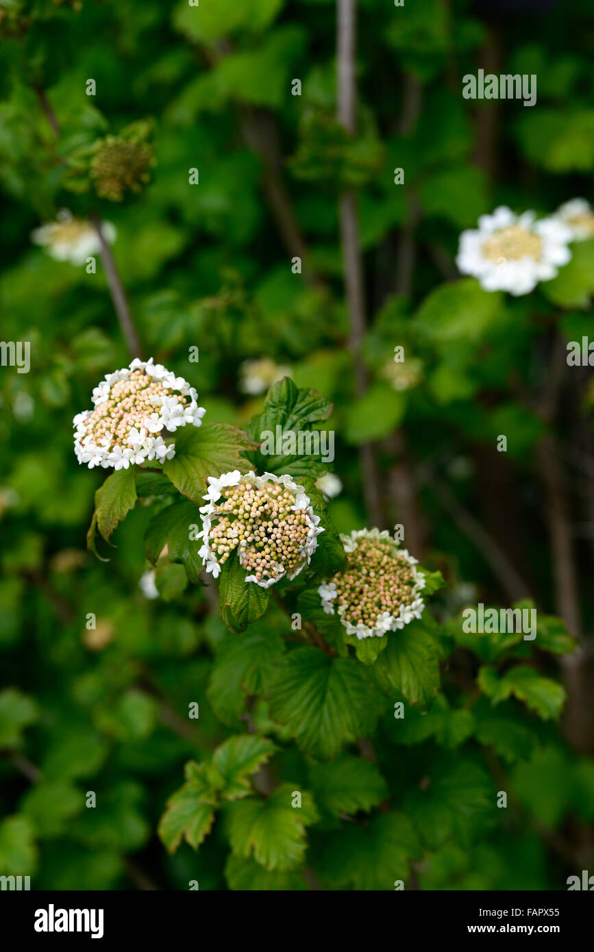 viburnum trilobum compactum Dwarf Cranberry Bush white flower flowers