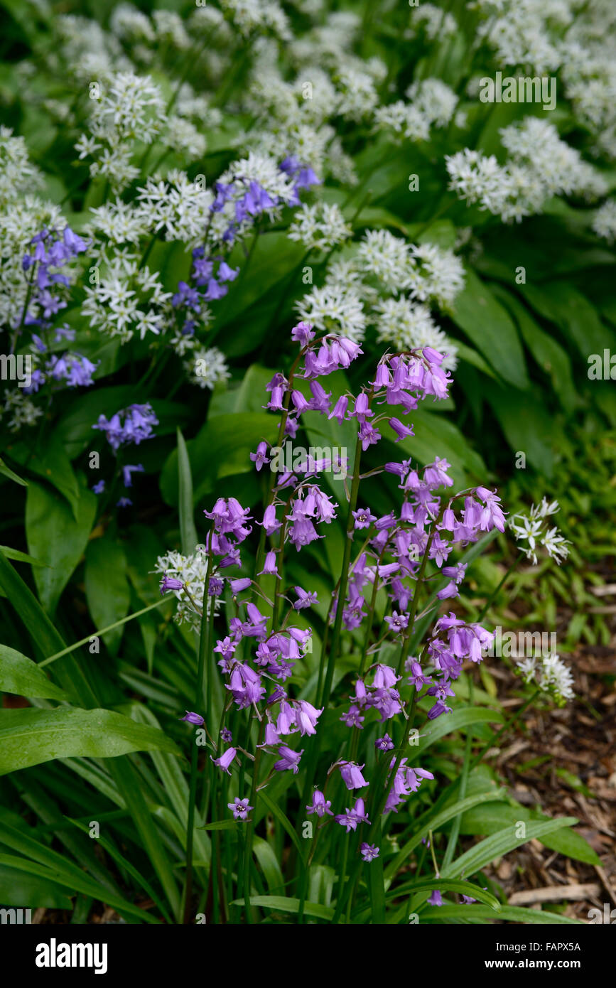 wild garlic white flowers purple bluebell flower spring flowering Allium ursinum wood woodland RM Floral Stock Photo