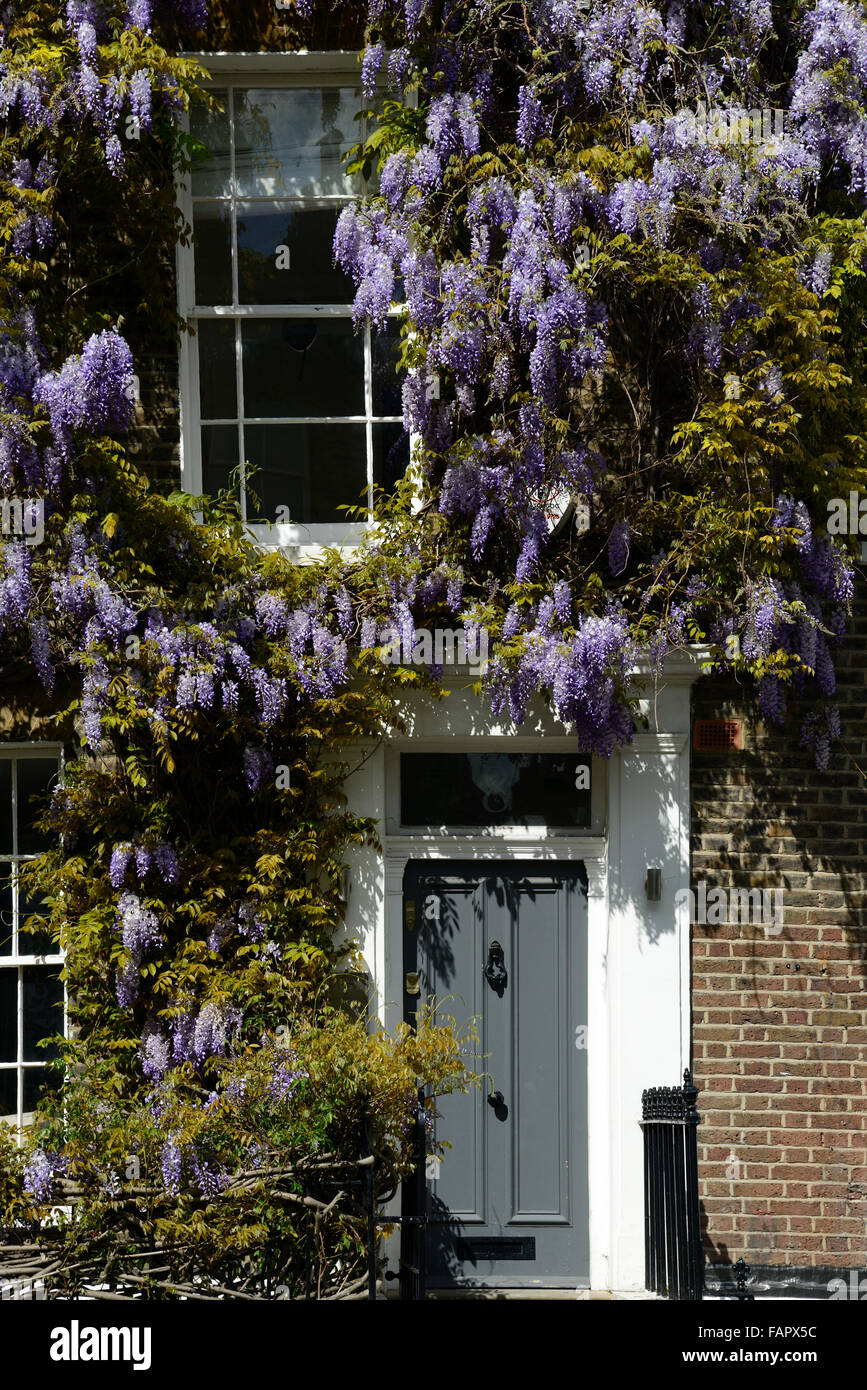 wisteria covered cover door and window notting hill london spring flower flowers bloom raceme racemes RM Floral Stock Photo