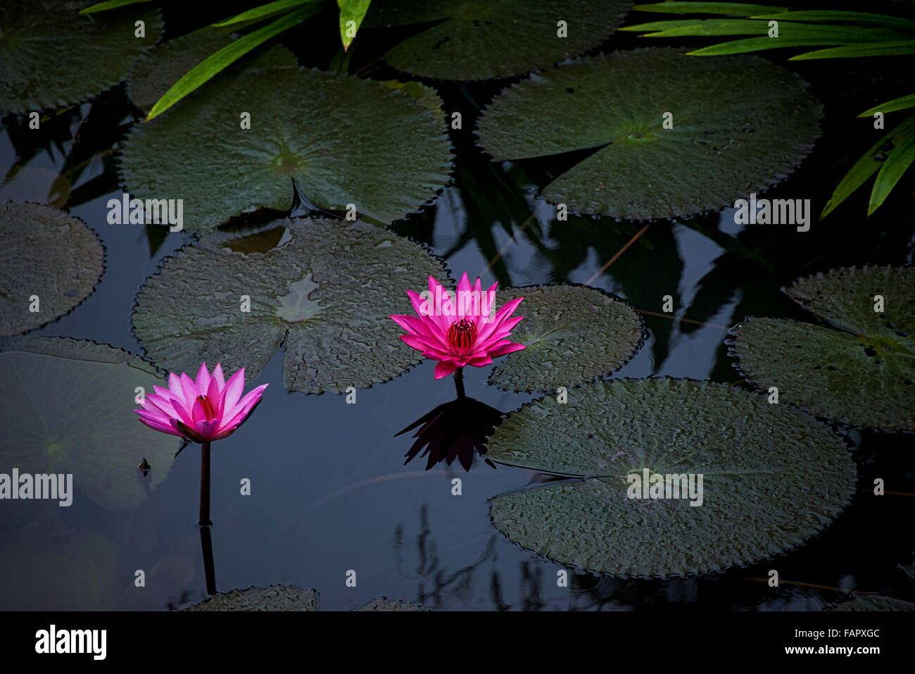 Water Lily Pad Stock Photo Alamy