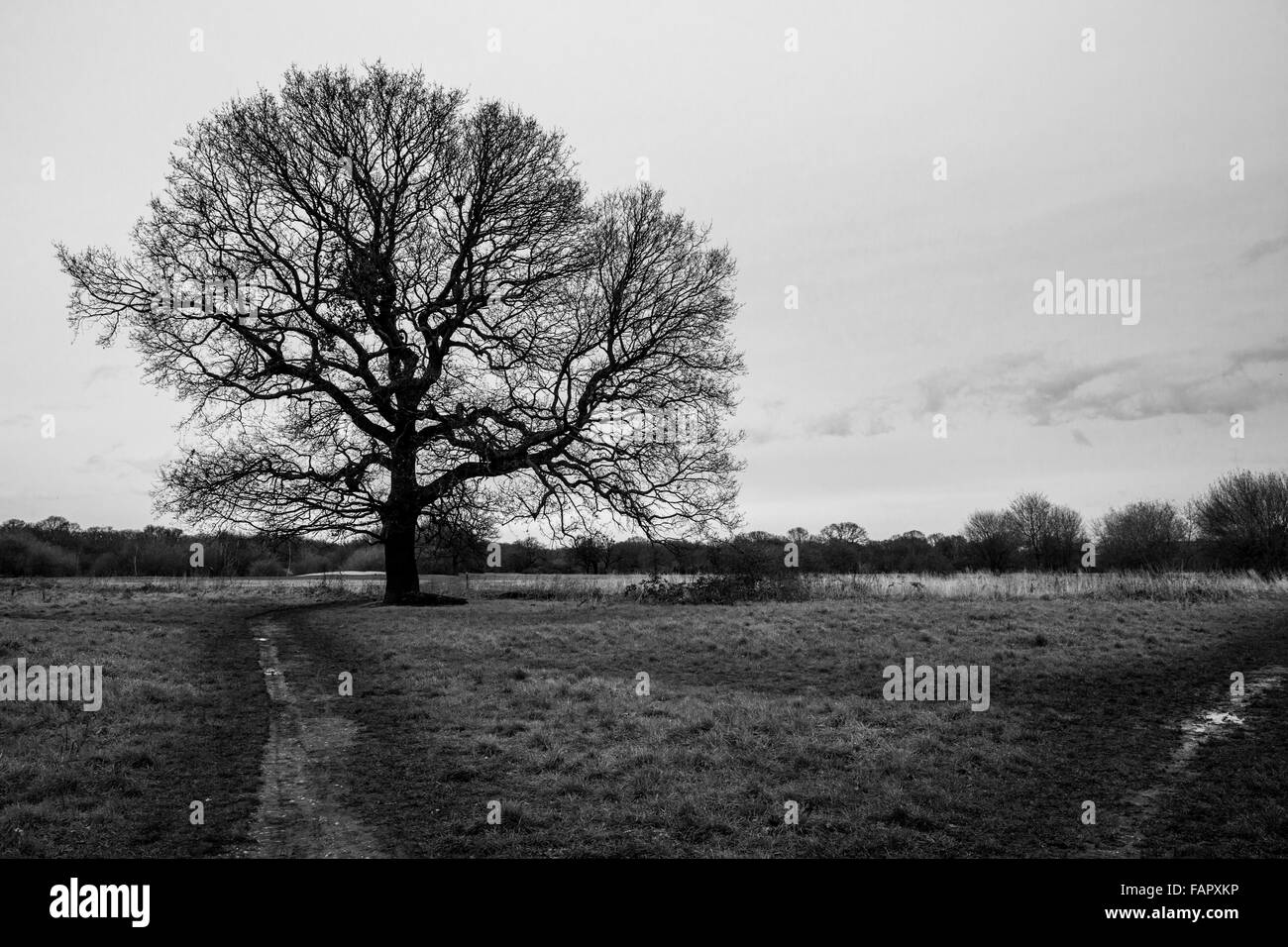 Landscape of Epping Forest Stock Photo Alamy