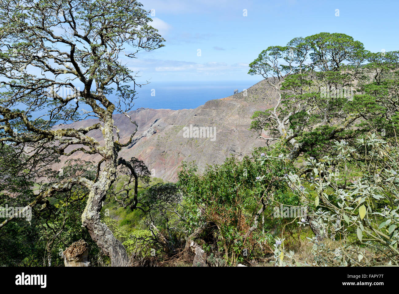 Endemic Gumwood trees on the island of St Helena in the South Atlantic Ocean Stock Photo