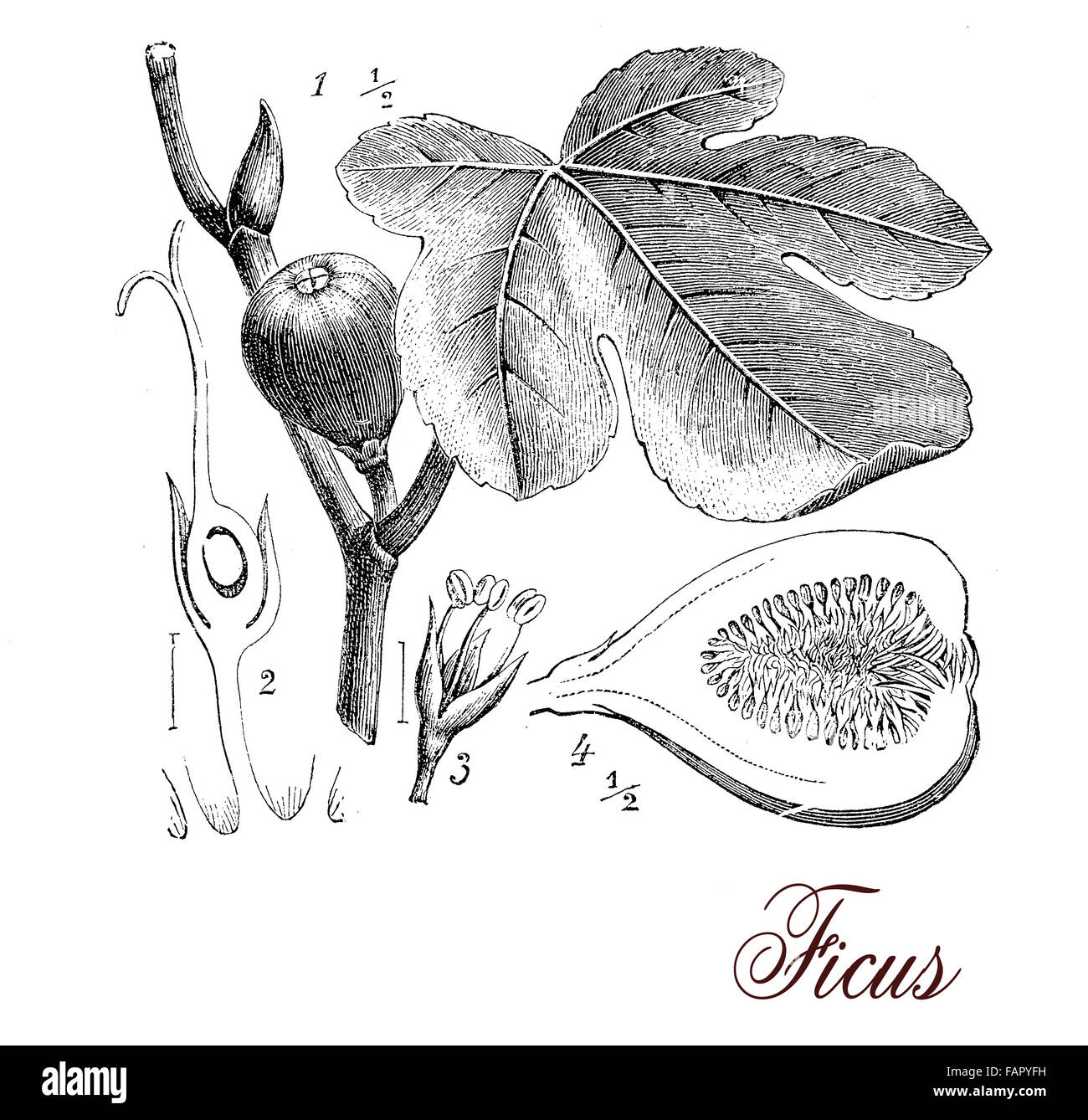 Premium Vector  Fig branch vector drawing detailed vintage botanical  sketch