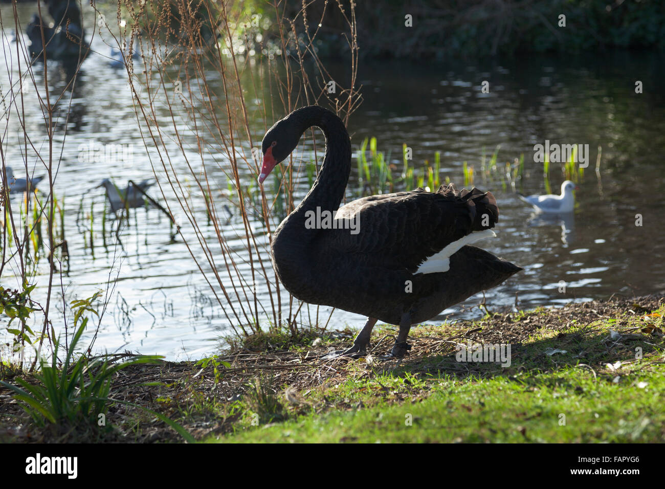 Black swans with ruffle of curled wing feathers at Regent's Park, London, UK Stock Photo