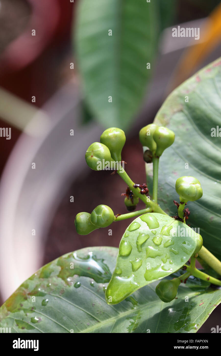 Syzgium samarangense or known as  wax jambu flower buds Stock Photo