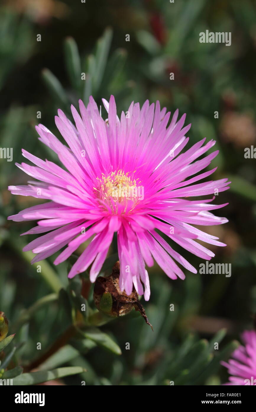 Close up of Hot Pink or red Lampranthus Livingstone Daisies in full bloom Stock Photo
