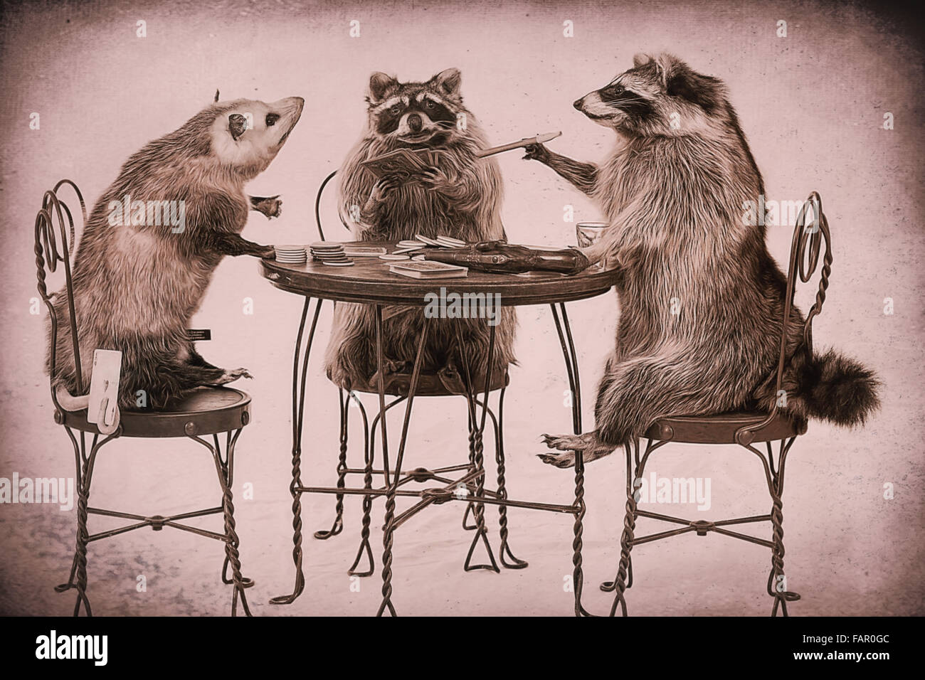 Two raccoons and opossum play poker at a table Stock Photo Alamy
