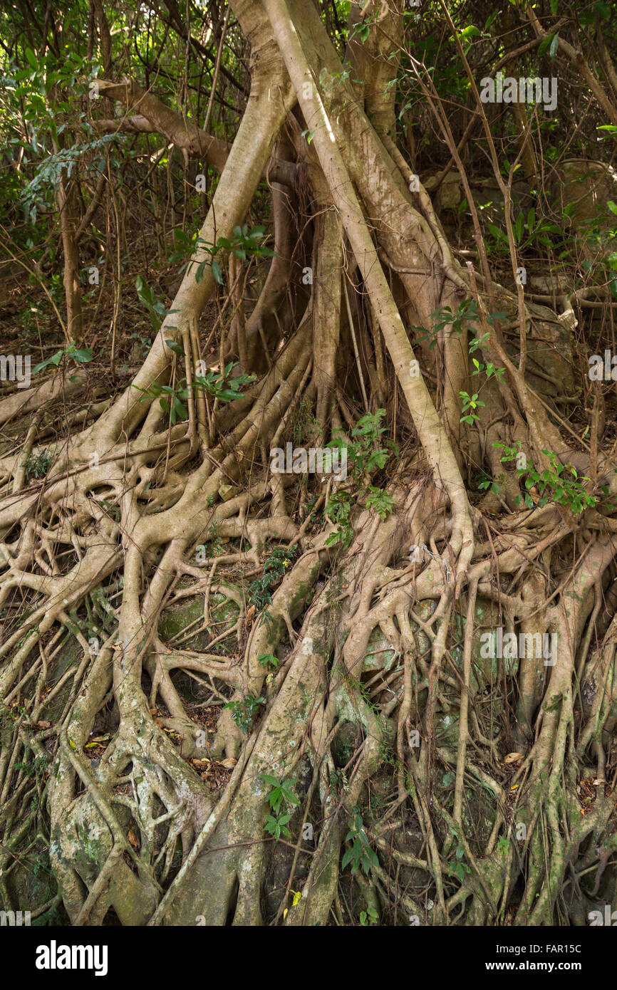 Roots of an Indian rubber tree (Ficus elastica), also called the Rubber fig, in Hong Kong, China. Stock Photo