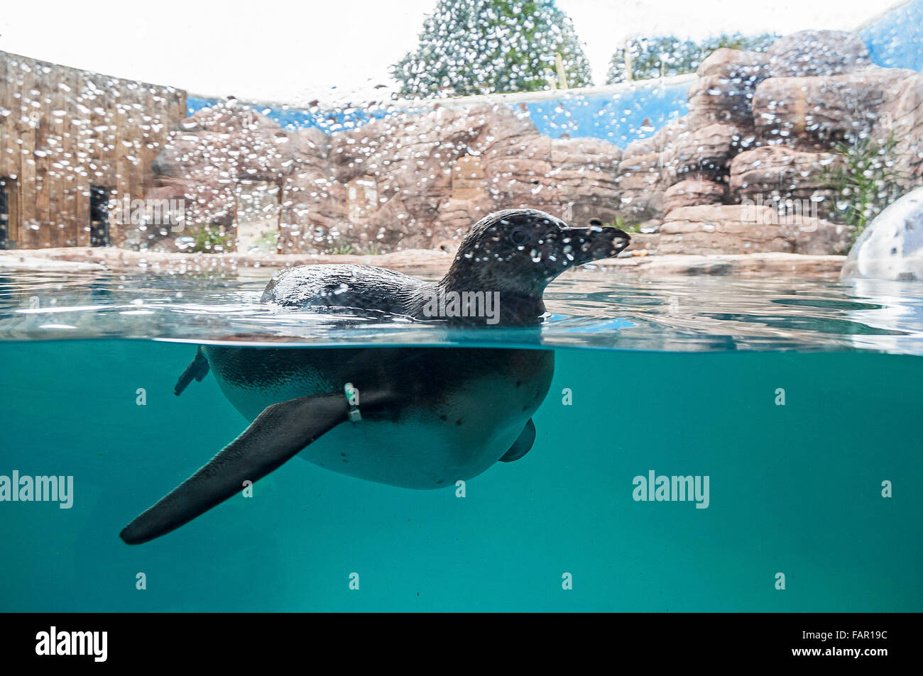 Cornwall seal sanctuary hi-res stock photography and images - Alamy