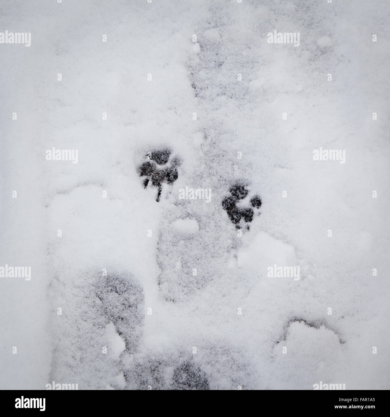 Why Do My Dogs Feet Bleed In The Snow