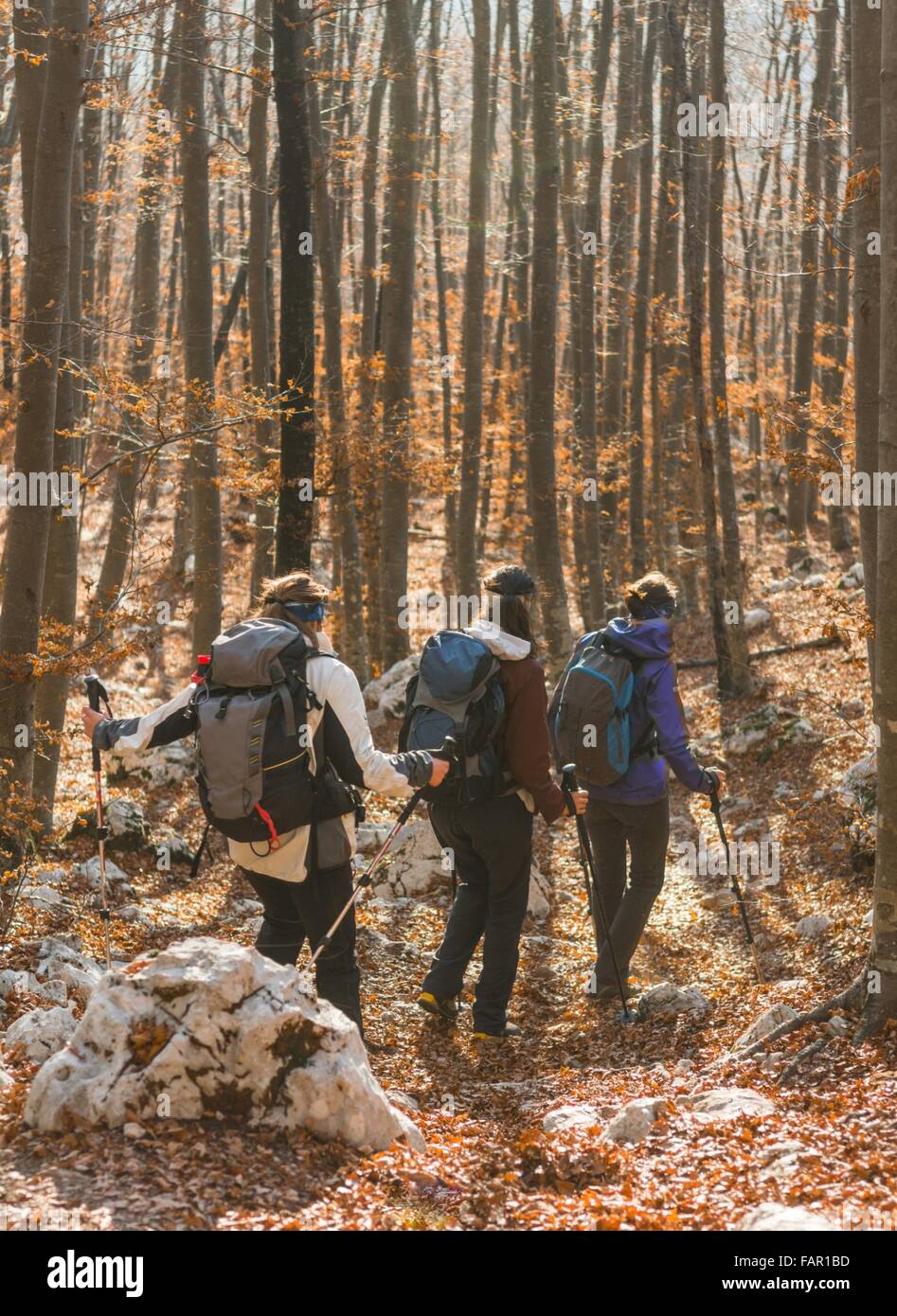 Young women walking in a forest Stock Photo - Alamy