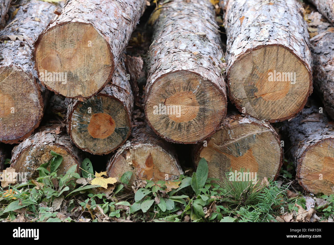 Stacked tree wood logs at a pine forest Stock Photo - Alamy