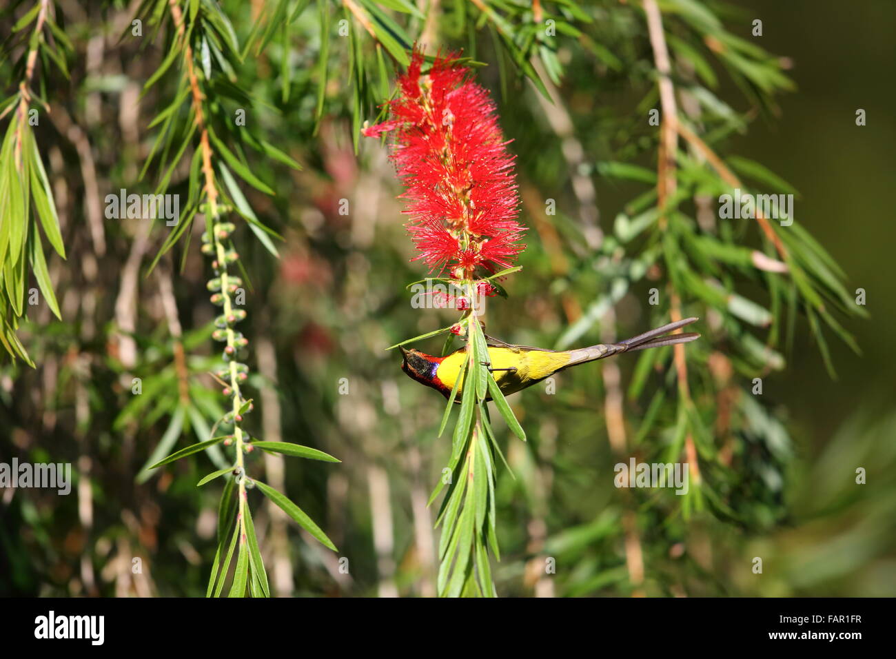 Mrs Gould's Sunbird (Aethopyga gouldiae) male in south Vietnam Stock Photo