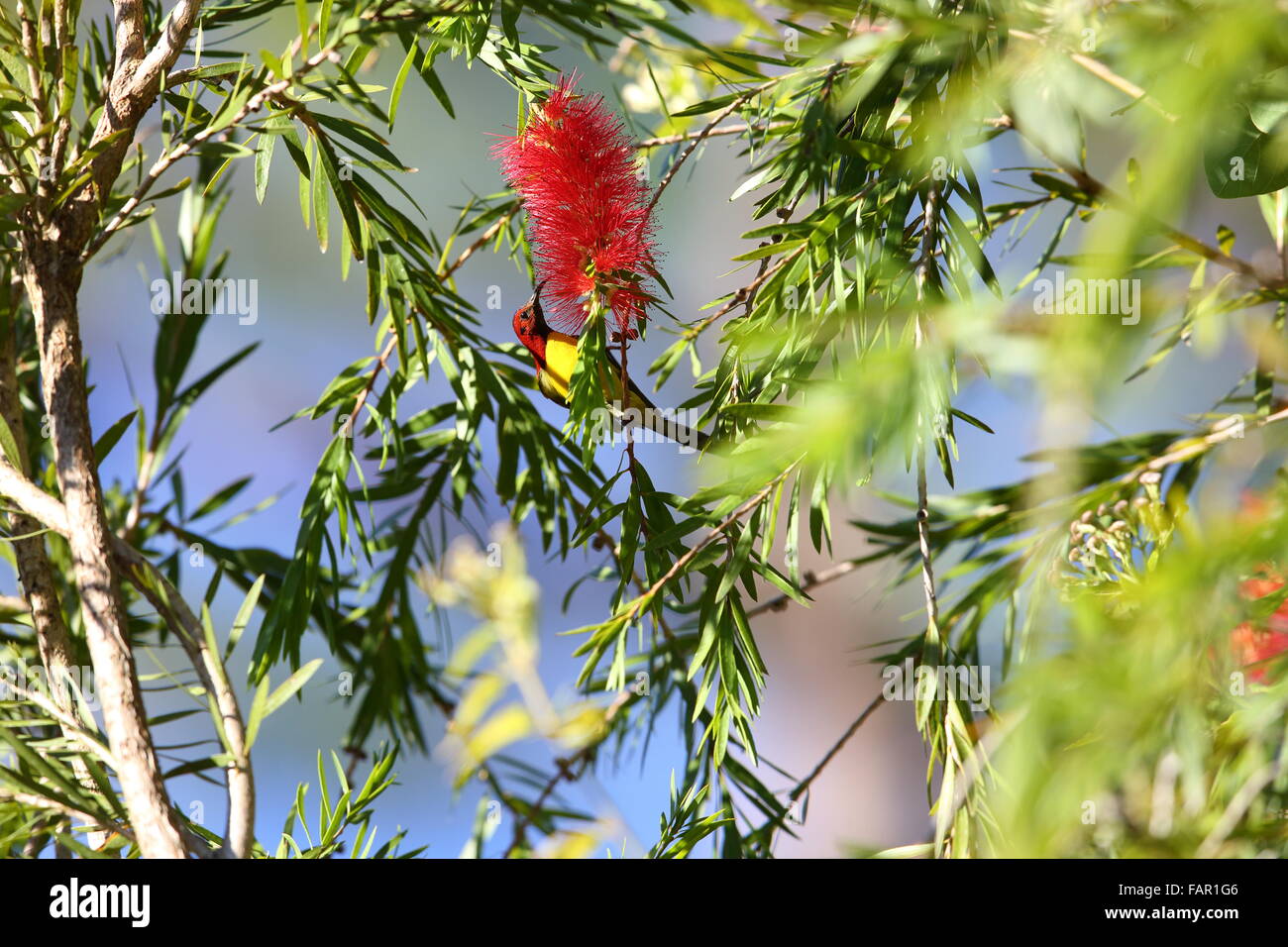Mrs Gould's Sunbird (Aethopyga gouldiae) male in south Vietnam Stock Photo