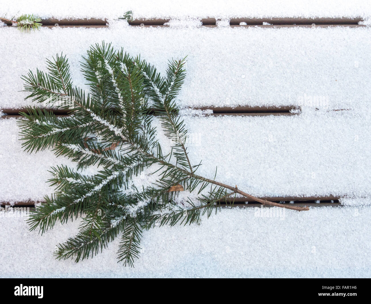 Douglas fir branch on a bed of snow pointing up to the left corner. It fills half the left side of the frame. Stock Photo