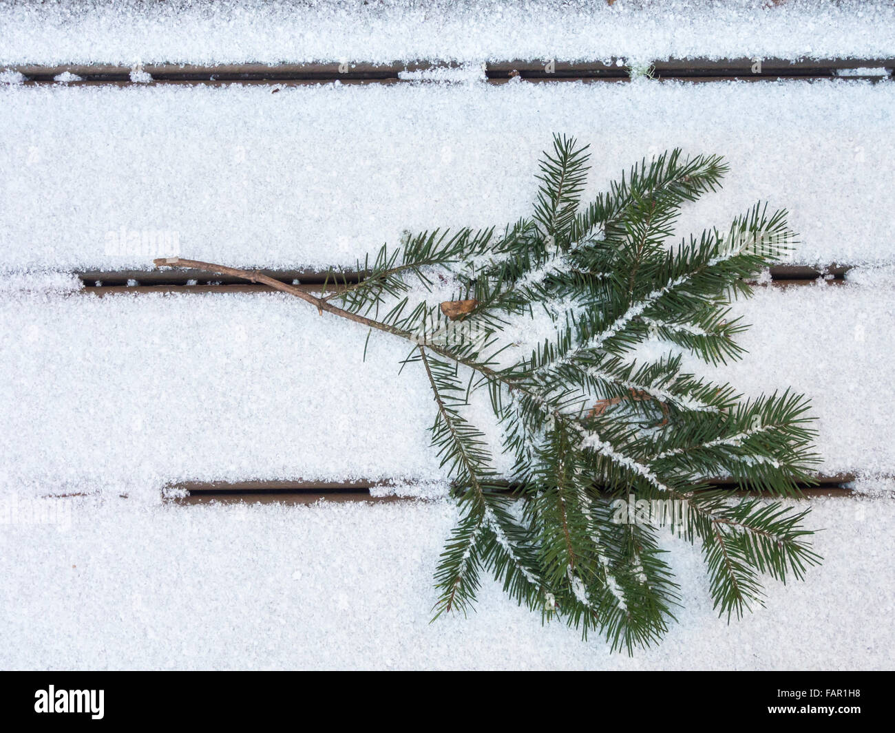 Douglas fir branch on a bed of snow pointing down to the right corner. It fills half the right side of the frame. Stock Photo