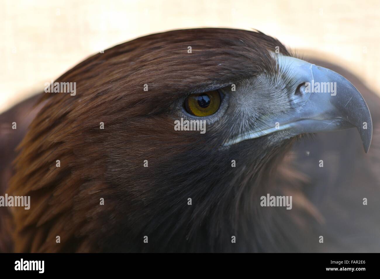 Golden eagle (Aquila chrysaetos) close-up of head. A captive bird with clear view of yellow eye and hooked beak Stock Photo