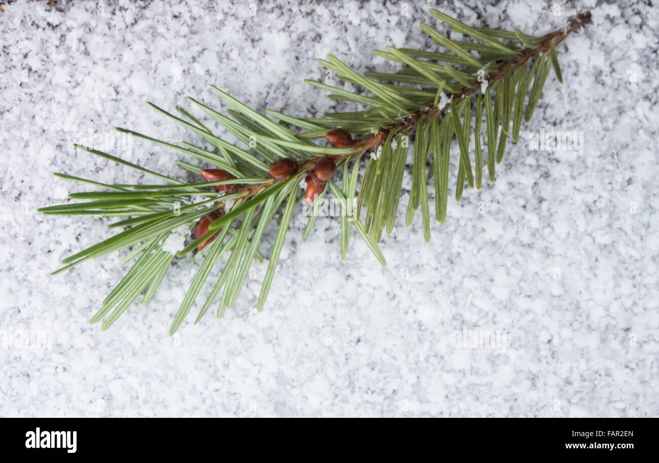 Close up Douglas fir branch with seeds on snow Stock Photo
