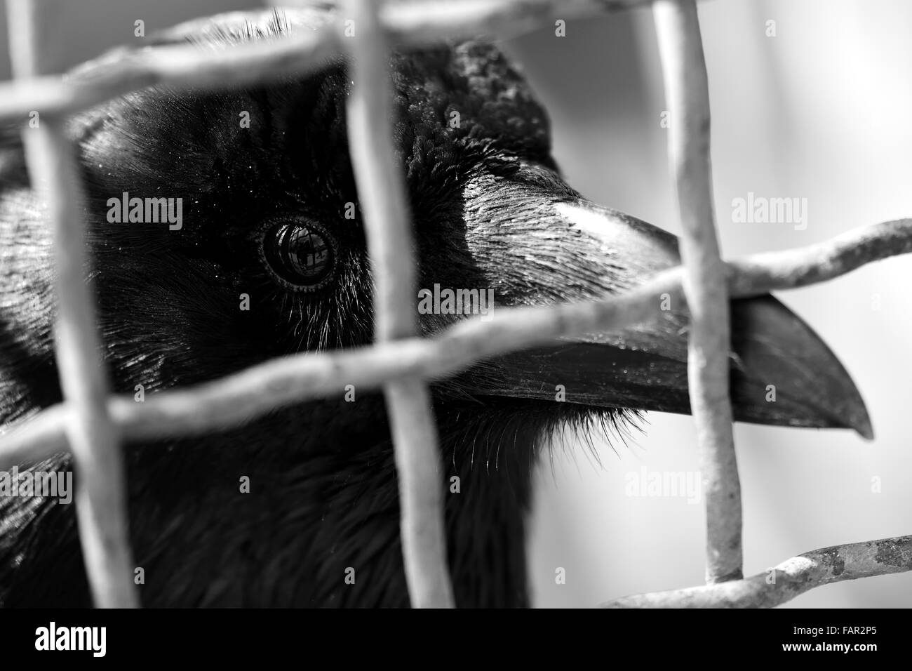 Carrion crow (Corvus corone) in a cage. A close-up of a crow's head, showing sharp beak and glossy eye, in black and white Stock Photo