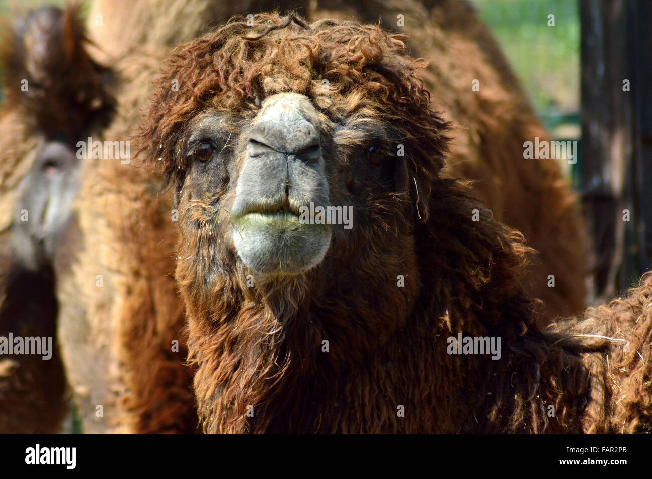 Bactrian Camel Camelus Bactrianus Portrait A Native Of Central Asia Bactrian Camel Camelus Bactrianus Portrait A Native Of Central Asia