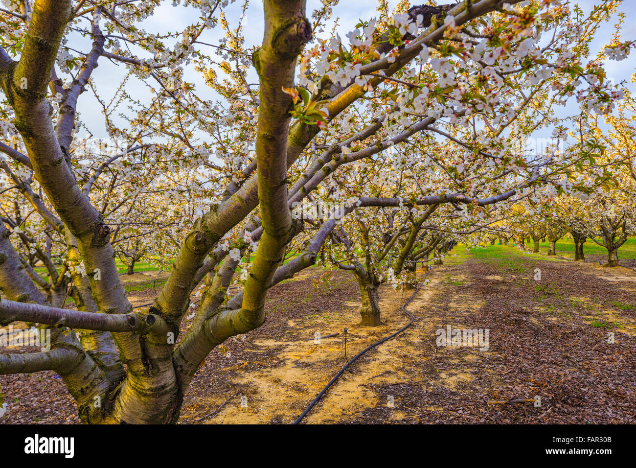Cherry Orchard Provence France Stock Photo Alamy cherry-orchard-provence-france-stock-photo-alamy