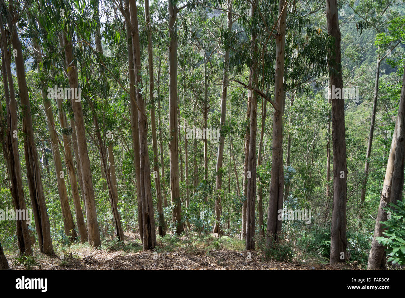Madeira - Eucalyptus woods on the road from Funchal to Curral des Freiras. Stock Photo