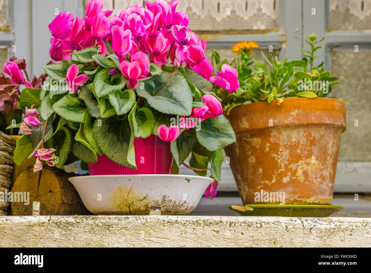 Flower pots window ledge hires stock photography and images Alamy