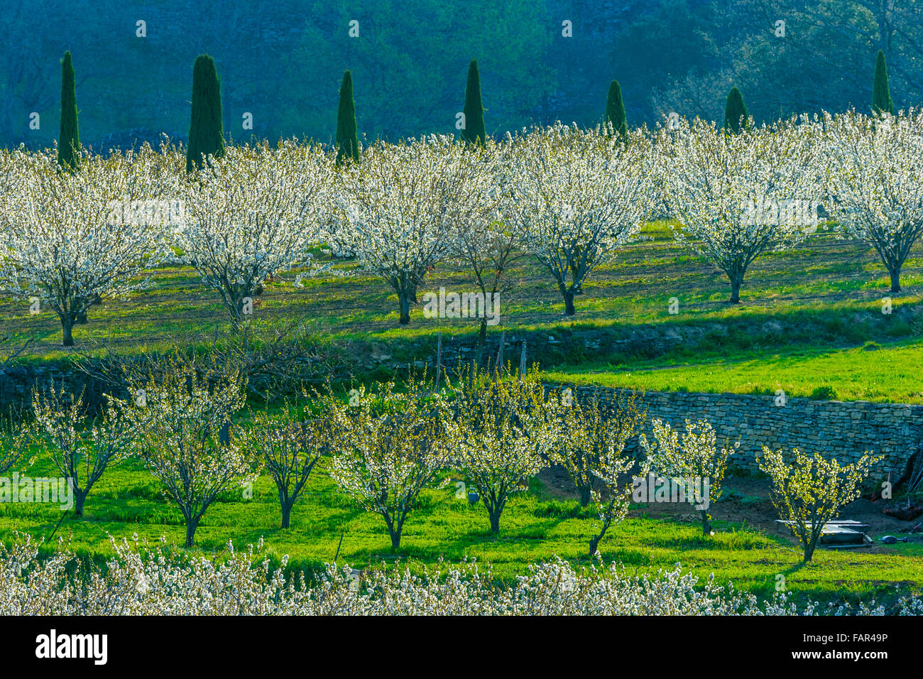 Cerry Orchard Provence France Stock Photo Alamy cerry-orchard-provence-france-stock-photo-alamy