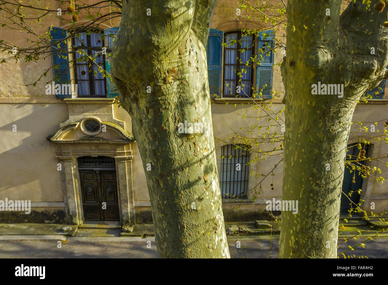 Plains trees and apartments, Provence, France Stock Photo Alamy