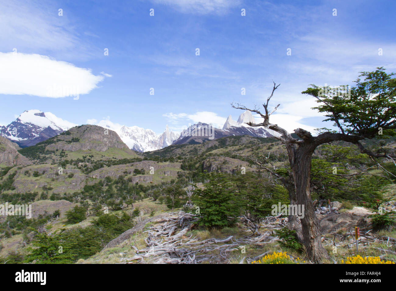 Spring flowers in landscape of Los Glaciares National Park, Patagonia, Argentina. Stock Photo