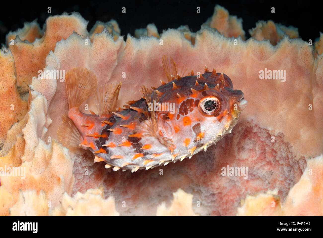 An Orbicular Burrfish, also known as a Birdbeak Burrfish or Shortspine Porcupinefish, Cyclichthys orbicularis Stock Photo