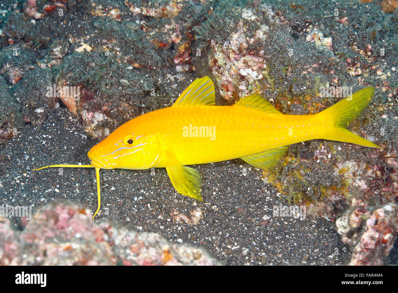 Goldsaddle Goatfish, Parupeneus cyclostomus, during the yellow phase. Tulamben, Bali, Indonesia. Bali Sea, Indian Ocean Stock Photo