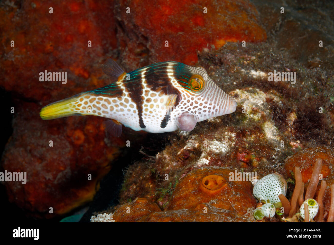 Valentine's Pufferfish, Canthigaster valentini with a facial tumor. Stock Photo