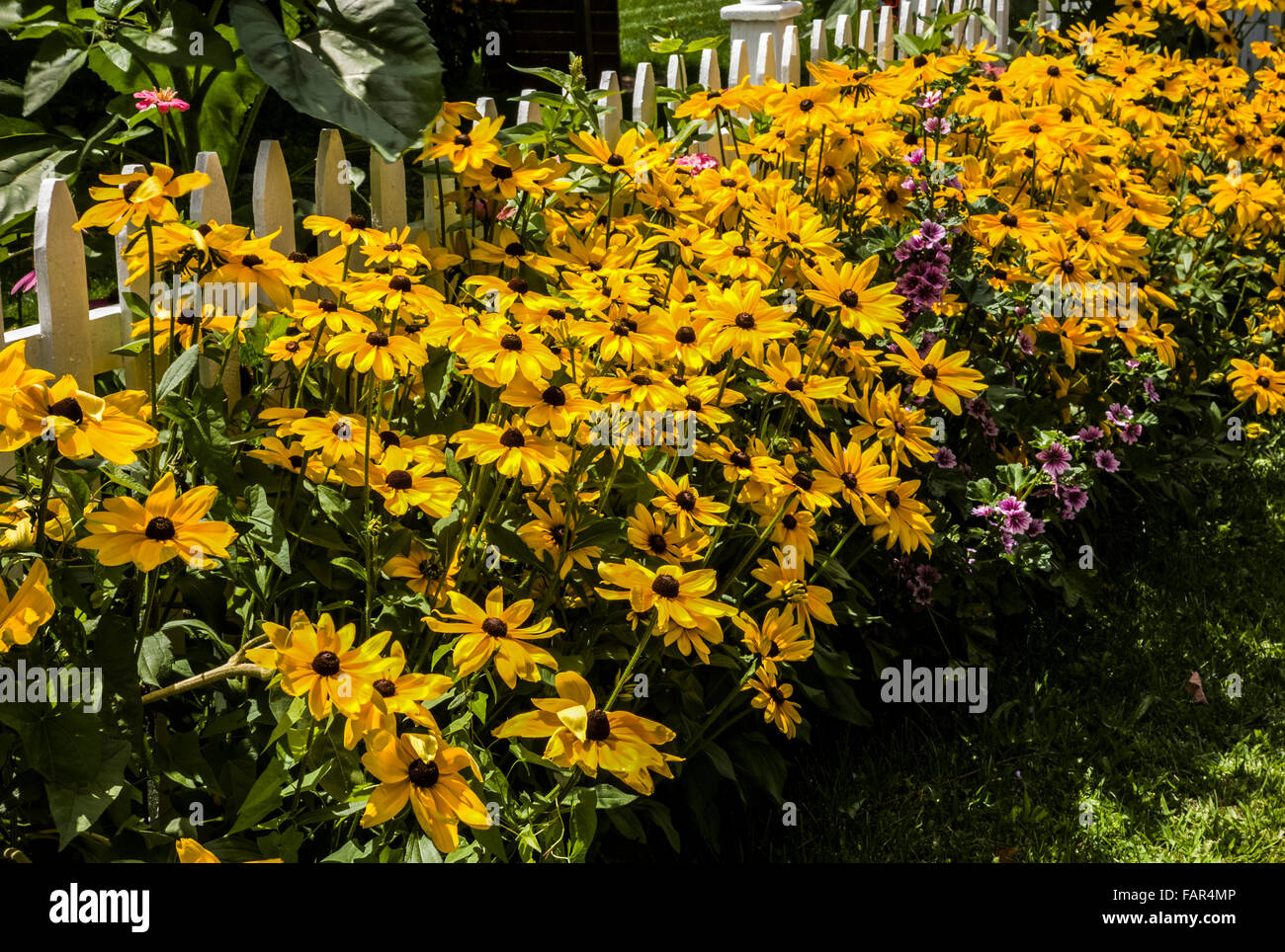 Sunflowers garden fence hires stock photography and images Alamy
